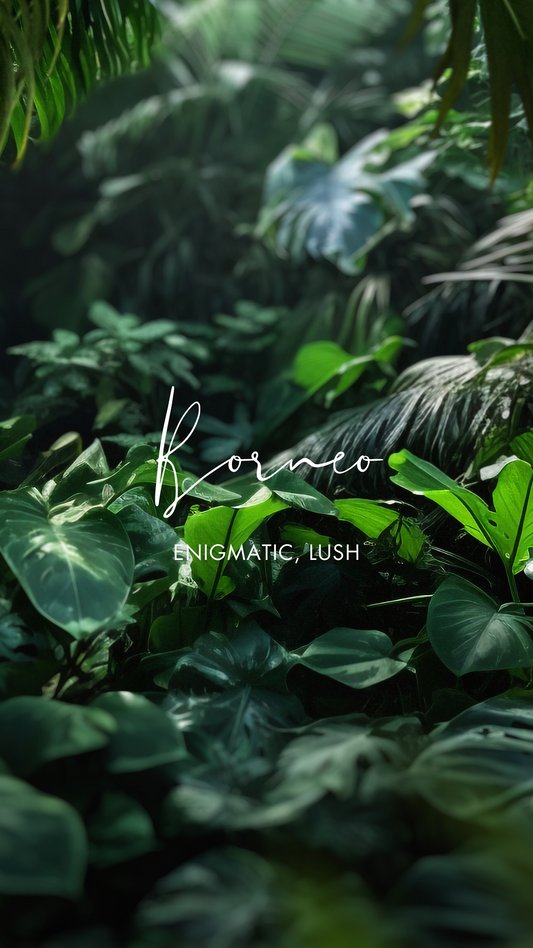 Borneo | Eau De Parfum