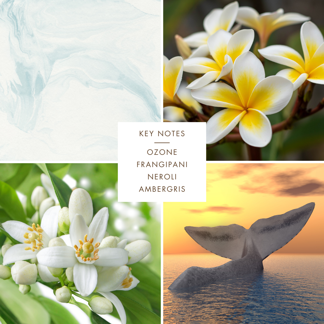 Senja | Eau De Parfum